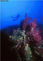 Croatia Diving: Reef with gorganian and sponges